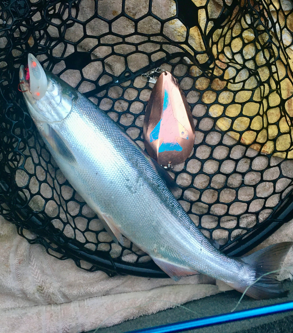KOKOPROS® copper jet dodger with a kokanee salmon in a net