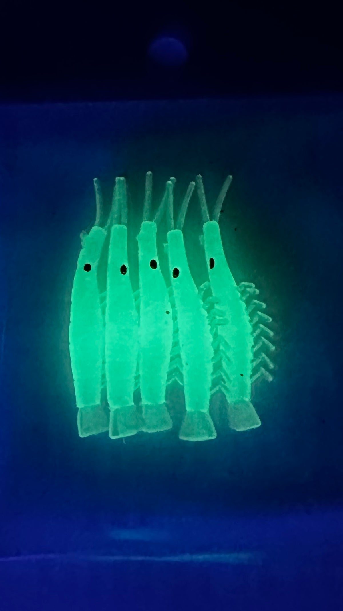 KOKOPROS® luminous micro shrimp #13, Ghost White, 5-pack, glowing in the dark